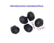 Hamatocactus hamatacanthus.jpg